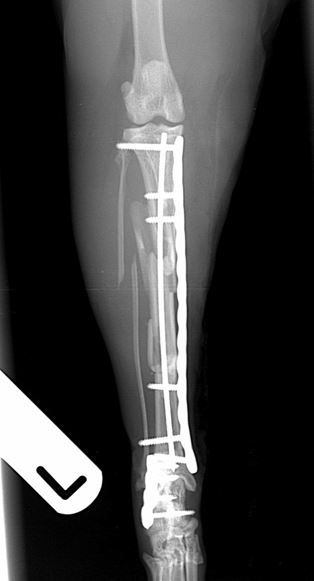 Immediate post-operative radiographs